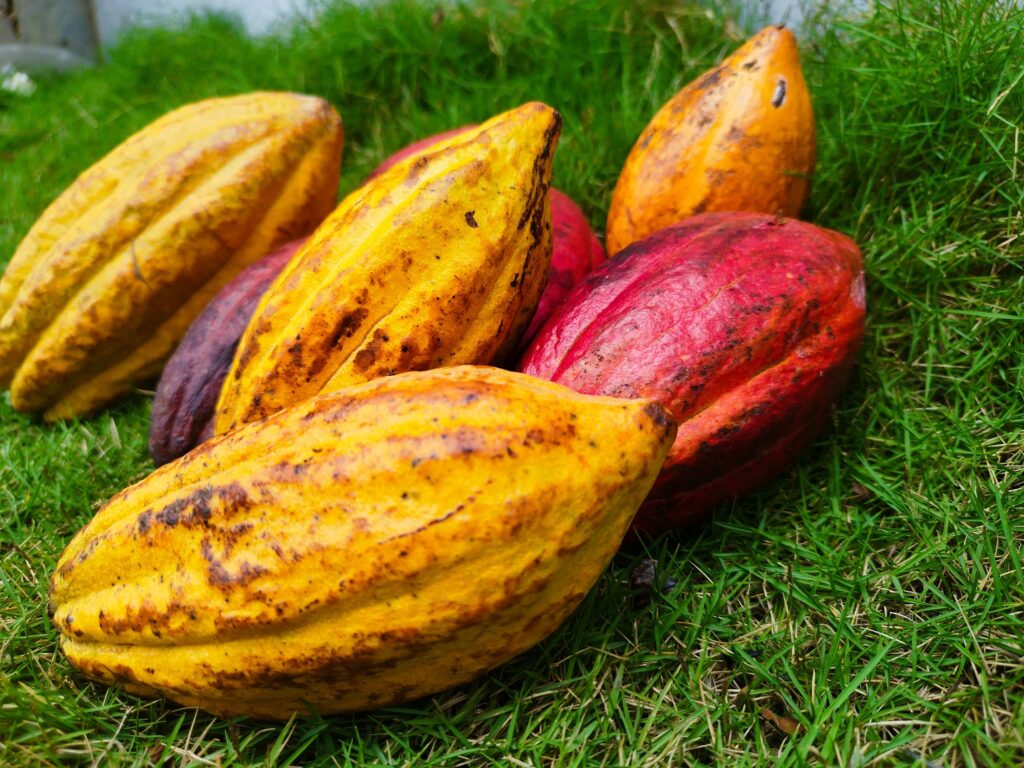 Colorful cocoa pods displayed on fresh green grass, showcasing their natural beauty.